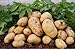 foto Pinkdose 100pcs Giant & amp; I semi di patate viola anti-rughe Nutrizione verde vegetale per il giardino domestico di semina di piante di patate giardino rare: 6 recensione