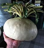 Shoppy Star: 1/4 oz Semi:! SEMI Sakurajima Mammoth Ravanello - Grande Ravanello nel Mondo, di verdure asiatica (1/4 oz Seeds) foto, nuovo 2024, miglior prezzo  recensione