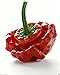 Foto PLAT FIRM GERMINATIONSAMEN: 50 - Seeds: Scotch Bonnet Hot Pepper Samen (rot Stamm 3) - geformt wie ein Patisson Rezension