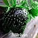 foto Nuovi semi dolce 100 Semi / Seeds Semi Borsa frutta nera fragola Bonsai Piante per la casa e giardino vaso da giardino fragole, # JQPRZP recensione