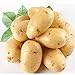 Foto Kartoffelsamen Anti-Falten Ernährung Grün Gemüse für Hausgarten Pflanzkartoffelsamen Strahlung absorbiert 5 Samen / pack Rezension