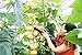 Foto Vistaric 30 teile/beutel Importiert Kürbiskerne Outdoor Sukkulenten Cucurbita Golddraht Kürbis Bonsai Topf Gemüseanlage für Garten Decor 12 Rezension