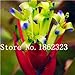 foto Pinkdose 100 Pz Rare Bromeliad Vegetable Seeds e Frutta Giardino Piante succulente Mini Cactus Pots Crescita Naturale per la casa Giardino delle Piante: 19 recensione