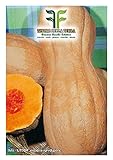 35 C.ca Semi Zucca Butternut Rugosa - Cucurbita moschata In Confezione Originale Prodotto in Italia - Zucche rugose foto, nuovo 2024, miglior prezzo EUR 7,40 recensione