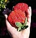 foto 200 semi / pacchetto, semi di fragola gigante dolce fragola quattro stagioni, Rare, fragrante, dolce e succosa recensione