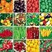 Foto 700PC weltweit umfassendste Vier Arten von Gemüse und Obst Samen. (RADISH, Auberginen, Paprika, Tomatensamen) Bunte Garten Rezension