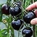 Foto Yukio Samenhaus - 20 Stück Bio-Cherrytomate Fleischtomate Tschernij Prinz schwarz Tomatensamen fruchtig aromatisch Rezension