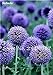 Foto Exotische Zwiebelsamen 120Pcs Riesen Allium Samen Mehrfarben Balkon Topfblumen Qualitäts Semillas De Flores Schönheit Ihr Garten 4 Rezension
