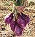 foto 500 semi lunghi rossi di Tropea Cipolla Seed/Rossa Lunga di Tropea (110 giorni) a impollinazione recensione