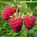 Shoppy Star: Shoppy Stella: 25 Seeds: Lampone impianto semi-Rubus Idaeus- cespuglio di frutta - Giant dolce rosso brillante bacche (25 Seeds) foto, nuovo 2024, miglior prezzo  recensione