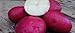 foto PLAT FIRM Germinazione dei semi: patate da semina 1 libbra Colorado Rose - organici non OGM -Spring IMPIANTO recensione