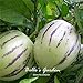 foto Semi 20pcs Pepino Semi pepino melone pera giardino domestico di DIY BonsaïPianta recensione