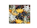 10 x Zucca Shenot Crown Of Spine Patisson Seme Verdure KS510 foto, nuovo 2024, miglior prezzo EUR 9,66 recensione