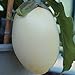 Foto 10 Samen White Egg Aubergine – eiförmige, weiße Früchte Rezension