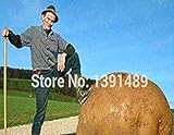 PLAT firm-SEMI gigante patata dolce Seeds Salute Antirughe nutrizione Verde Verdura seme per il giardino domestico 50Pcs / Bag foto, nuovo 2024, miglior prezzo EUR 15,89 recensione
