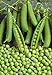 foto Pinkdose bonsai 20 pc/sacchetto semi di fagiolo Piselli Alpha russo Organic Heirloom semi di verdure per la semina giardino di casa recensione