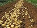 foto Bloom Green Co. 100pcs Giant & amp; I semi di patate viola anti-rughe Nutrizione verde vegetale per il giardino domestico di semina di piante di patate giardino rare: 4 recensione