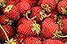 Foto Erdbeere -Four Seasons- Packung- 20 Samen (Trägt vom Frühjahr bis zum Herbst) Rezension