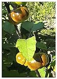 TROPICA - Melanzana rossa (Solanum aethiopicum) - 10 Semi- Africa foto, nuovo 2024, miglior prezzo EUR 3,50 recensione