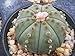 foto Astrophytum Asterias Nudun dollaro di sabbia cactus raro fiore di cactus di semi 30 semi recensione