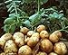 foto Pinkdose Rare semi Gaint patate non-OGM semi di frutta verdura Nutrizione verde cibo impianto esterno un regalo per giardino di casa 100 pc/bag: 4 recensione