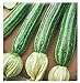 foto 40 C.ca Semi Zucchino San Pasquale - Cucurbita Pepo In Confezione Originale Prodotto in Italia - Zucchine recensione