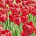foto Kisshes Giardino - 100 Pezzi Bulbi di tulipano Semi di fiori Bulb Semi di fiori colorati Tulipani Bonsai Hardy Perenne recensione
