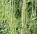 foto 10PCS cinese lungo fagioli Vigna unguiculata Semi lungo Fagiolo dall'occhio del serpente di fagioli biologici Piante semi commestibili Orto recensione