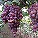 foto Pinkdose 50 pezzi semi d'uva cinesi semi d'uva di frutta a basso costo molto dolce facile crescere i semi della frutta per la semina giardino di casa recensione