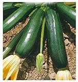 36 C.ca Semi Zucchino Nero Di Milano - Cucurbita Pepo In Confezione Originale Prodotto in Italia - Zucchine nere foto, nuovo 2024, miglior prezzo EUR 7,40 recensione