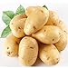 Foto Kartoffelsamen Anti-Falten-Ernährung Grün Gemüse für Hausgarten Pflanzkartoffelsamen Strahlung absorbiert 10 Samen / Packung Rezension