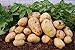 Foto Schlussverkauf! 100pcs Mini & Riese u lila Kartoffelsamen Anti-Falten Ernährung Grün Gemüse Für Hausgarten Pflanzkartoffelsamen - Arcis New Rezension