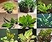 Foto 40 Wasserpflanzen, 5 Bunde und 5 Topfpflanzen, Rezension