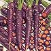 foto PLAT FIRM Germinazione I semi PLATFIRM-carota Semi 500 Purple Haze Carota ibride recensione