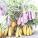 foto Visa Store 2018 vendita calda Davitu melanzana 'fiaba' semi di ortaggi gialli viola, 200 semi, confezione professionale, melanzane grandi organiche saporite recensione