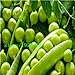 foto Pinkdose semina il trasporto libero pisello dolce, semi di pisello, semi vegetali resistenti - 10 particelle Seed: Bianco recensione
