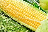 Pinkdose 100% reali 20 gialli semi di mais dolce NO-OGM ortaggio seme per il giardino domestico foto, nuovo 2024, miglior prezzo  recensione