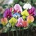 foto Pinkdose 20 semi dolce seme di pisello bel fiore bonsai piante giardino di casa: E recensione