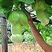 foto Ncient 30 Semi Sementi di Zucca Vegetale Organico Melone Raro Semi di Verdura Ortaggio per Orto Giardino Balcone Interni ed Esterni recensione