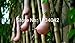 Foto 10PC Gemüse und Fruchtsamen Melonensamen Vietnam Milch Melonenkerne als eine Brust Bonsai Frau Pflanzen Samen Rezension