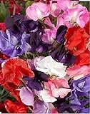 Fiore - Pisello Odoroso - Royal Family Mix - 350 Semi - Confezione Grande foto, nuovo 2024, miglior prezzo EUR 4,28 recensione