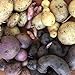 Foto PLAT FIRM KEIM SEEDS: 0,03 g (. Ca. 30-35 Samen) -: Samen fÃ¼r True Kartoffelsamen oder TPS | Solanum tuberosum | tetraploid Mix Rezension