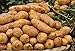 foto Pinkdose 100pcs Giant & amp; I semi di patate viola anti-rughe Nutrizione verde vegetale per il giardino domestico di semina di piante di patate giardino rare: 8 recensione