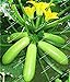 Foto Vistaric 20 teile/beutel Organische Zucchini Samen Sommer Kürbis (Cucurbita pepo) outdoor Gemüsesaatgut für Hausgarten Pflanzen samen Rezension