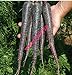 foto Pinkdose 500 pezzi nero carota Semi viola Sun carota Semi Heirloom semi di verdure per le piante giardino di casa recensione