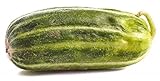 Mini Cetriolo melone 'Carosello Scopatizzo Barese' - 10 Semi foto, nuovo 2024, miglior prezzo EUR 4,50 recensione