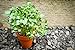foto Shoopy Star Semi per germogli - marrone senape (Brassica juncea) - - 12000 semi recensione