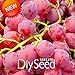 foto SEMI PLAT firm-Nuovo arrivo! 100 pc/pacchetto rosso dolce semi d'uva avanzata Frutta Seme naturale crescita uva Delicious giardinaggio piante da frutto, 66HFVK recensione