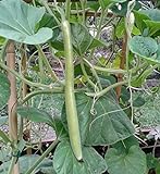 Portal Cool 60 semi di Long Zucchini foto, nuovo 2024, miglior prezzo EUR 9,99 recensione