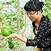 foto SEMI PLAT firm-20pcs mini semi di anguria verdura frutta e semi di anguria skgs balcone commestibile bonsai recensione